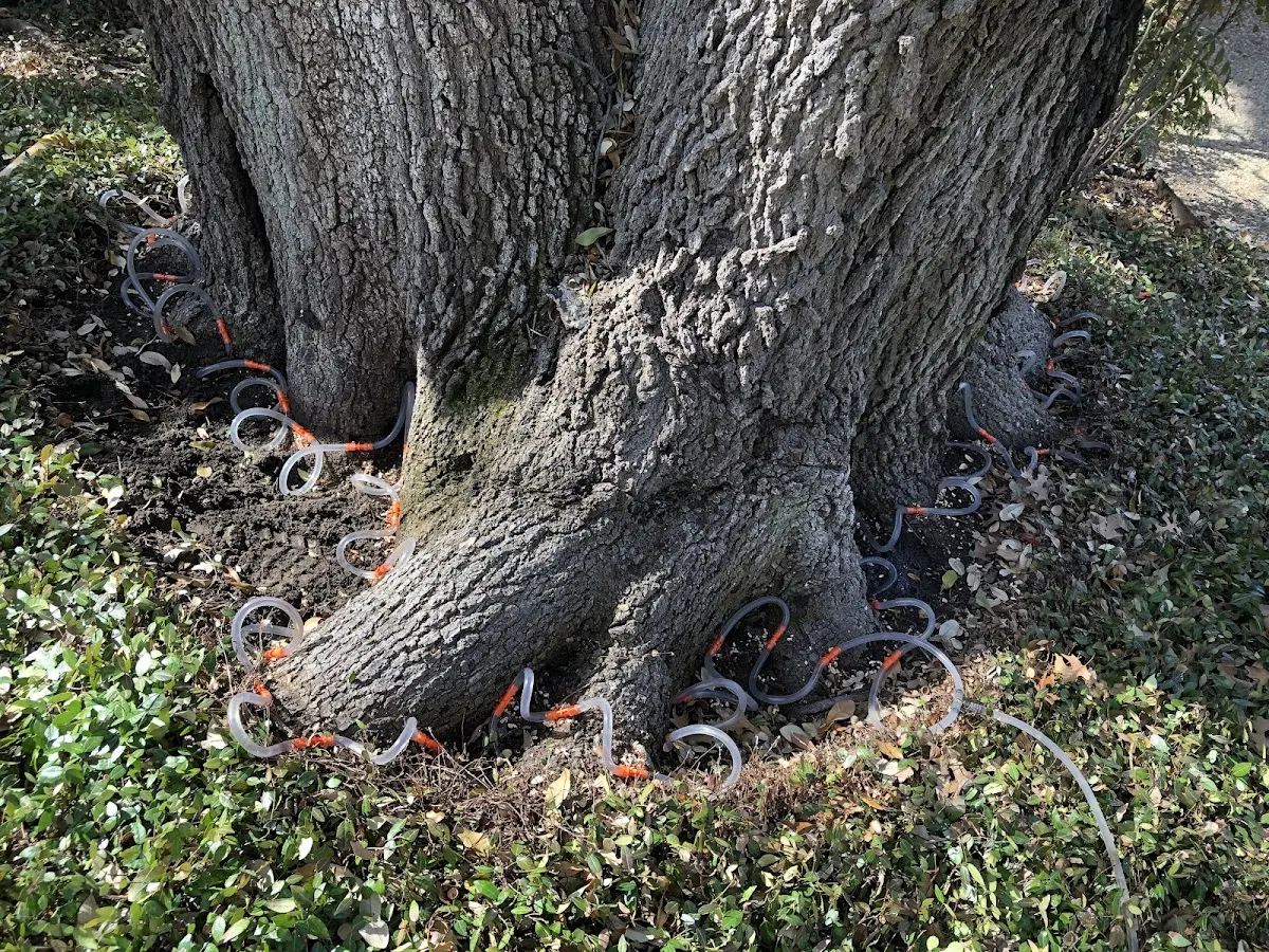 Detailed Tree Cabling and Bracing job site in Bates