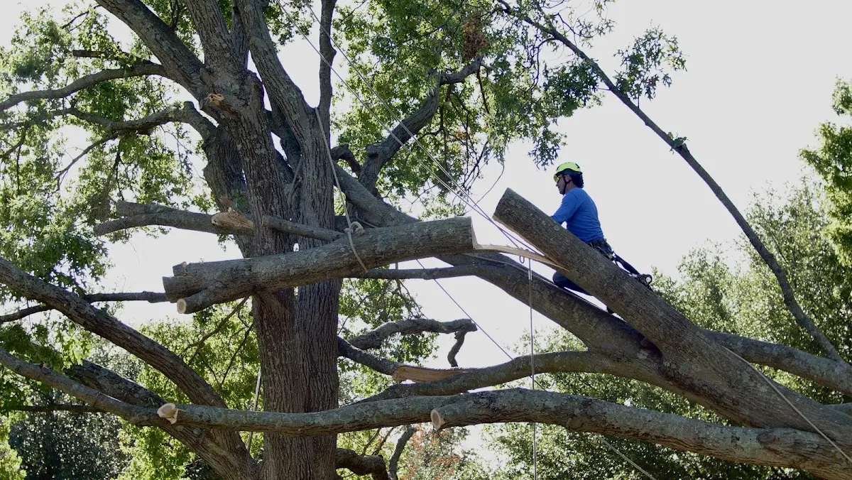 Professional Hazardous Tree Removal performed by certified arborists in Bates