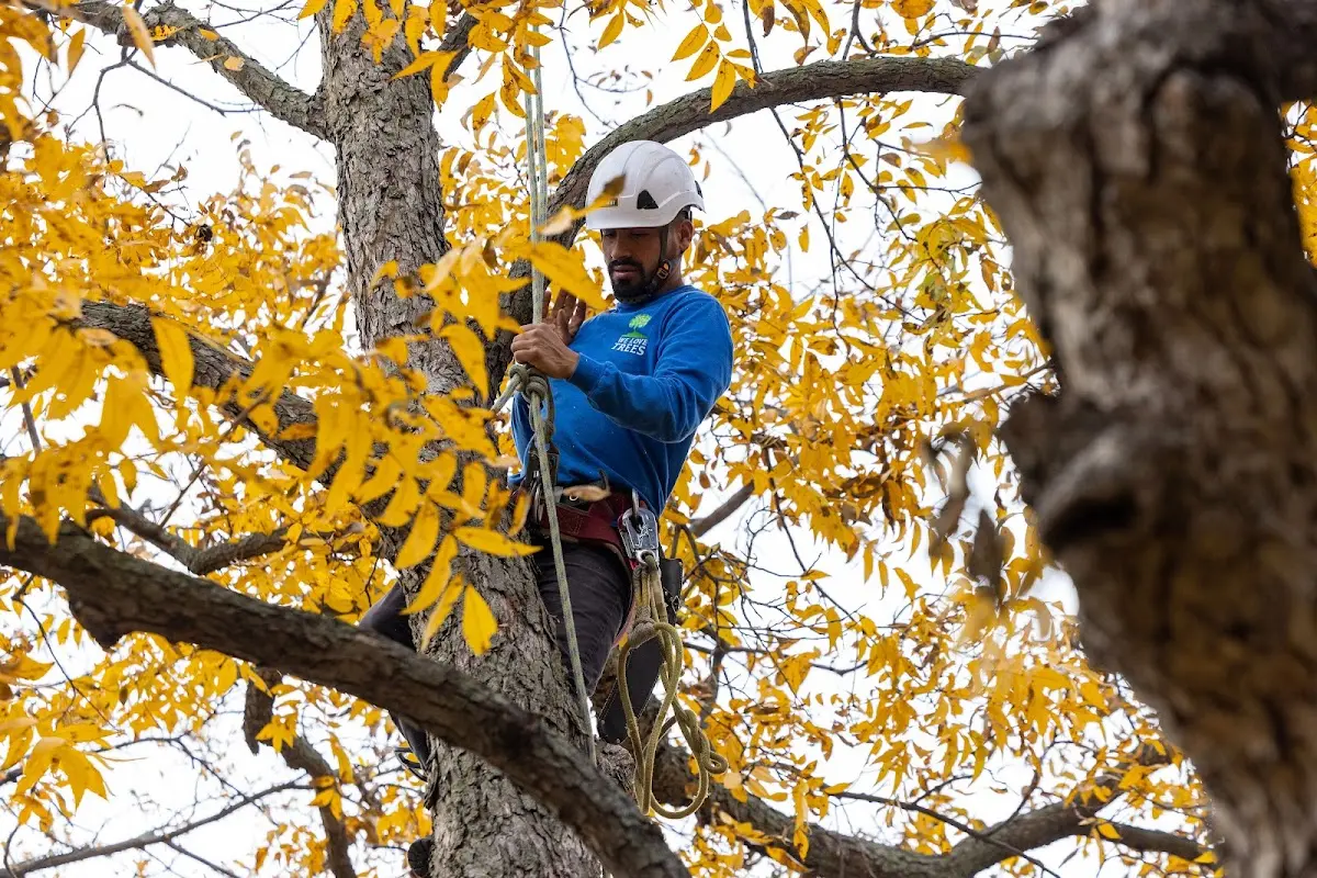 Skilled Tree Transplanting crew working in Bates