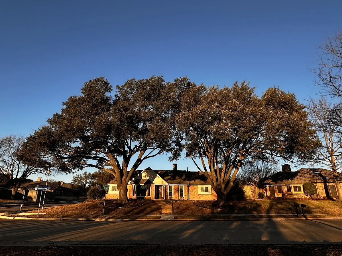 Established residential canopy tree shading a home in Bates